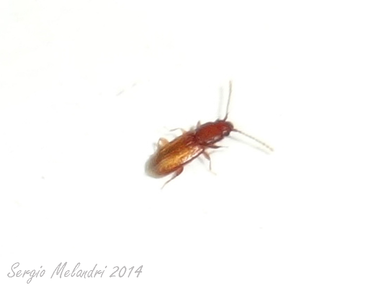 Placonotus testaceus